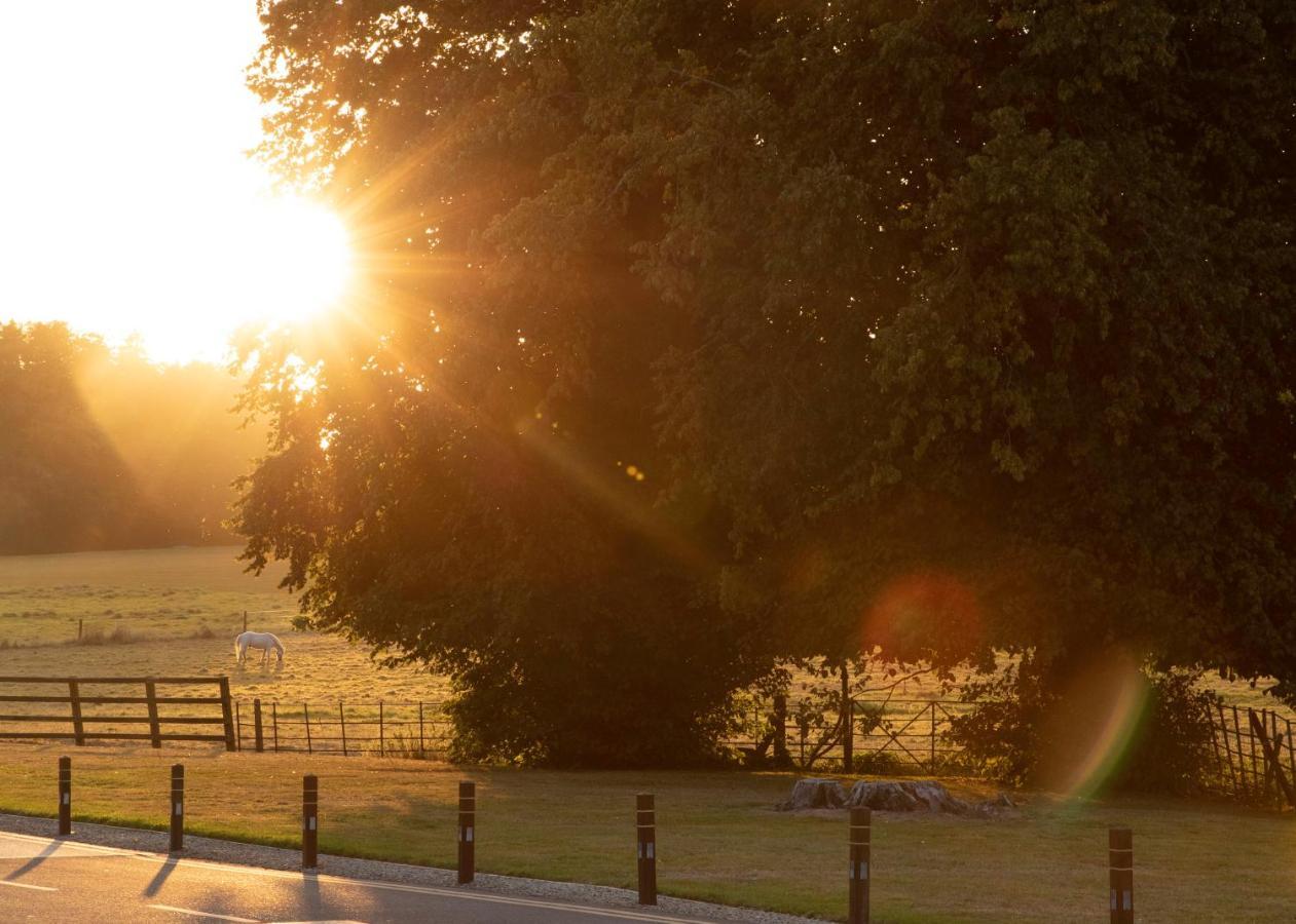 Castlemartyr Resort Hotel Eksteriør bilde The Oak of the Witches